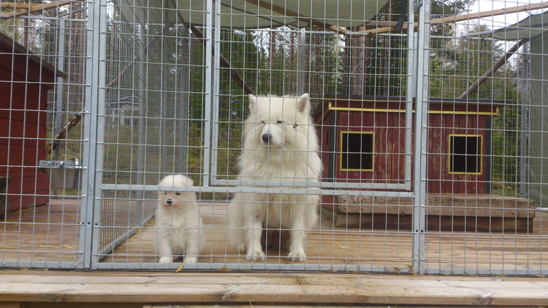 Aiga 6 veckor med mamma Litoja