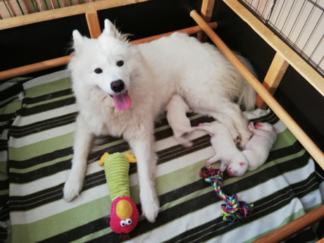Glazkova hämtar leksaker till valparna