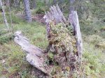 Konstverk i Naturen