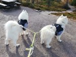 Northon och Litoja vandring i fjällen