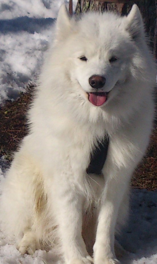 Northon 5 år.