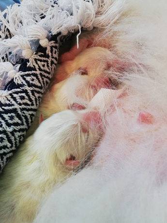 Felix och Wintras 4 valpar kom till världen efter kjejsarsnitt