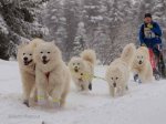 Polarmästerskapet med Tarisha,Svea,Athena,Telma,Litoja