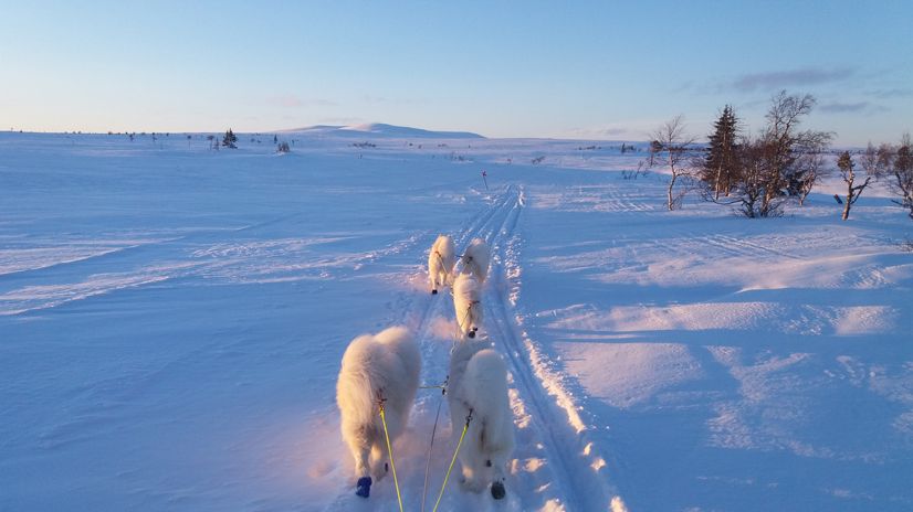 PolardistansVM i Särna med Litoja,Telma,Svea,Tarisha,Davinci