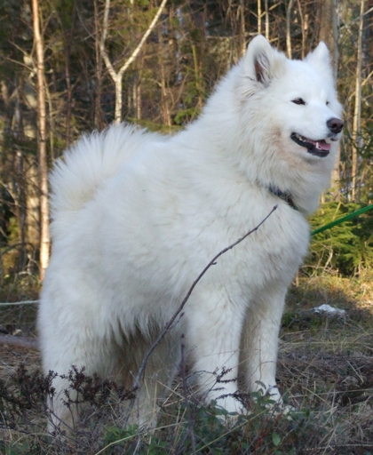 Polartassen Nike 4 år