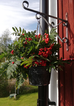Höstampel med rönnbär
