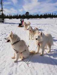 Fikapaus på fjället med vovvarna