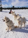 Fikapaus på fjället med vovvarna