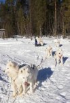 Fikarast:Glazkova Jinja Svea Litoja Telma Wintra