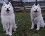 Northon och Great Taigans Lubochka "Heidie"