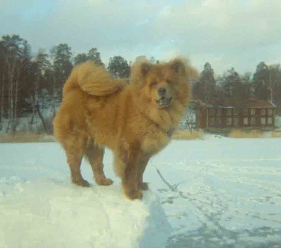 Chow-Chow Rickie 4 år
