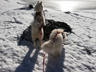 Skidåkning på skaren med Glazkova och Wintra