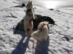 Skidåkning på skaren med Glazkova och Wintra
