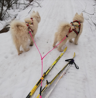 Skidåkning med Litoja och Svea