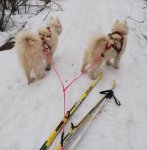 Skidåkning med Litoja och Svea