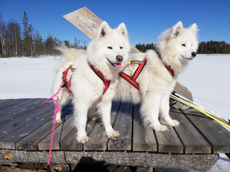 Skidpaus med Glazkova och Wintra