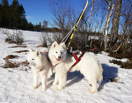 Skidutflykt med Svea och Glazkova