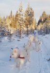 Slädtur:Tarisha,Telma,Wintra,Glazkova,Svea,Jinja,Litoja