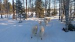 Slädtur mot Dåasen i Loos