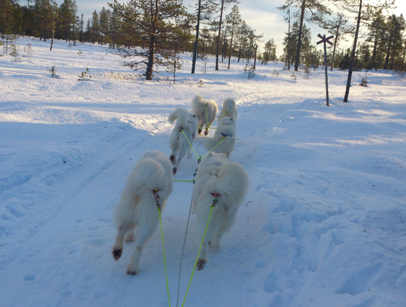 Litoja,Telma,Irma,svea,Northon,Tarisha i Koppången