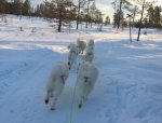 Litoja,Telma,Irma,svea,Northon,Tarisha i Koppången