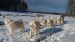 Slädturstopp mellan Storryggen och notryggen