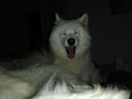 Svea chillar i soffan