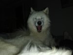 Svea chillar i soffan