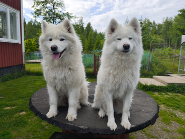 Svea och Jinja