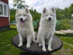 Svea och Jinja