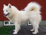 Svea 3 år urfälld och nybadad