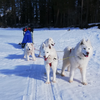 Svea, Glazkova, Jinja, Hilton på en slädtur