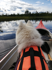 Svea på en kanottur