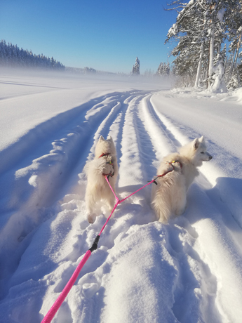Svea och Litoja på skidtur