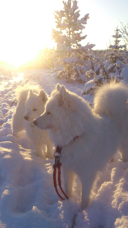 Polartassen Svea och Nalletorpets Athena Of Leysi