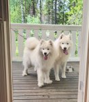 Svea och Hilton hälsar på en granne