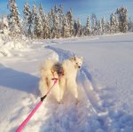 Tarisha och Telma på skidtur
