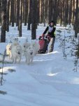 Samojedveckan med Wintra Borga Hilton Glazkova Jinja