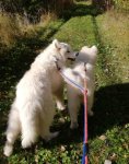 Telma 13 år, Borga 4 mån. på promenad