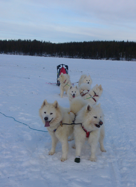 Träningstur med Telma,Litoja,Svea,Athena,Tarisha,Northon