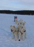 Träningstur med Telma,Litoja,Svea,Athena,Tarisha,Northon