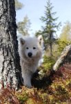 Telma 12 år och 10 månader