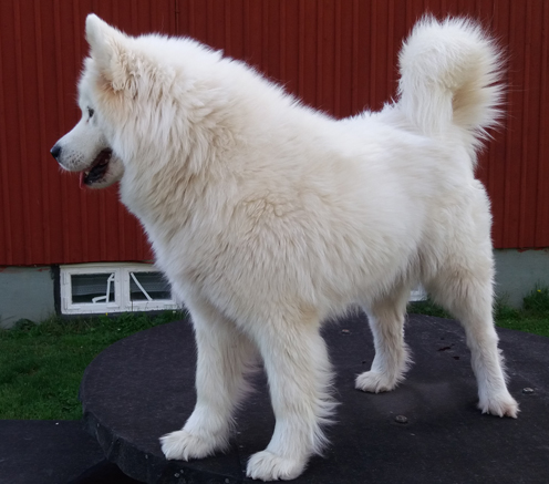 Polartassen Telma 7år