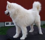 Polartassen Telma 7år