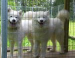 Telma och "Igloo" med stort smile efter parningen