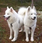 Telma och Irma