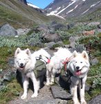 Telma,Litoja på klövjetur i Kebnekaise