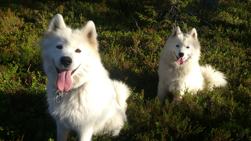 Telma och Svea i lingonriset