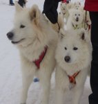 Telma och Svea