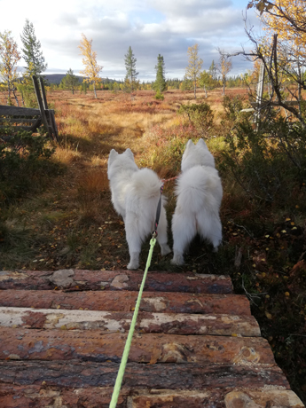 Telma och Tarisha på fjällvandring i Lofsdalen